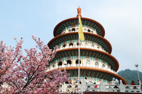 無極天元宮：2015淡水‧天元宮吉野櫻