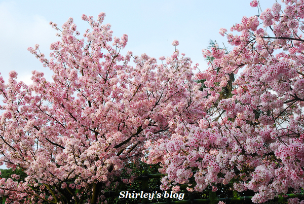 無極天元宮：2015淡水‧天元宮吉野櫻