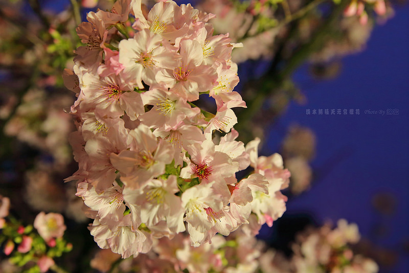 2015.03.14~淡水天元宮夜櫻