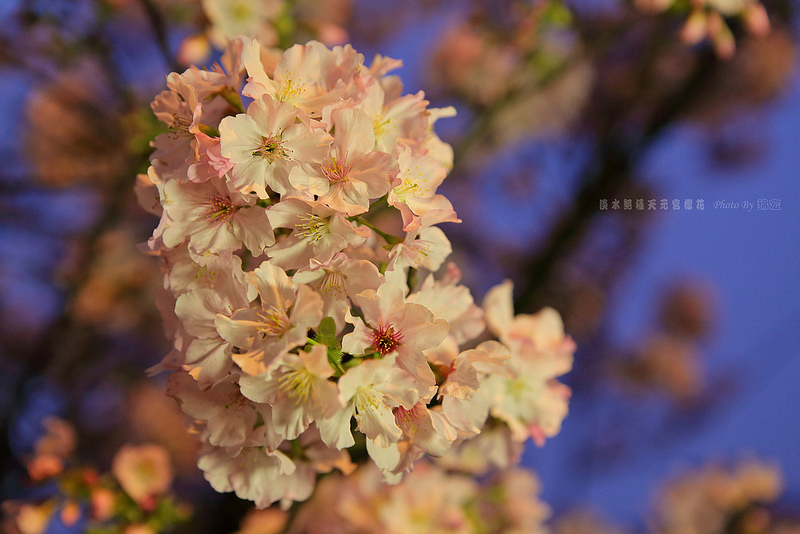 2015.03.14~淡水天元宮夜櫻