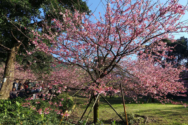 無極天元宮:(胖樺遊記) 賞櫻必來「淡水無極天元宮」。浪漫花海繽紛燦爛美不盛收