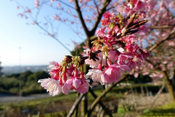 無極天元宮:(胖樺遊記) 賞櫻必來「淡水無極天元宮」。浪漫花海繽紛燦爛美不盛收