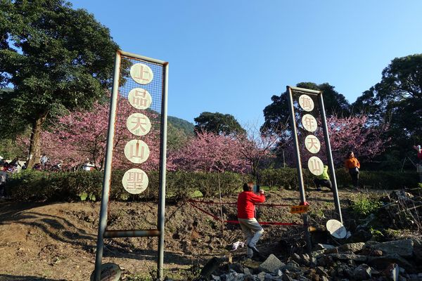 無極天元宮:(胖樺遊記) 賞櫻必來「淡水無極天元宮」。浪漫花海繽紛燦爛美不盛收