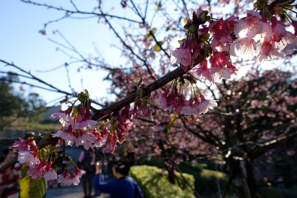 無極天元宮:(胖樺遊記) 賞櫻必來「淡水無極天元宮」。浪漫花海繽紛燦爛美不盛收