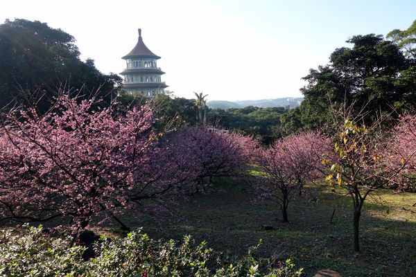 無極天元宮:(胖樺遊記) 賞櫻必來「淡水無極天元宮」。浪漫花海繽紛燦爛美不盛收
