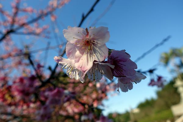 無極天元宮:(胖樺遊記) 賞櫻必來「淡水無極天元宮」。浪漫花海繽紛燦爛美不盛收