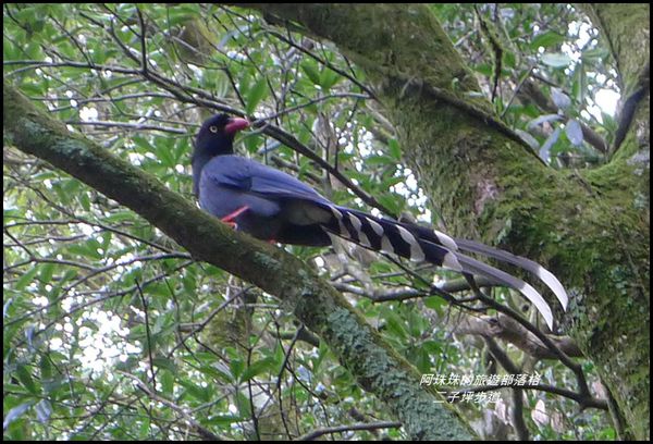 二子坪步道25.JPG
