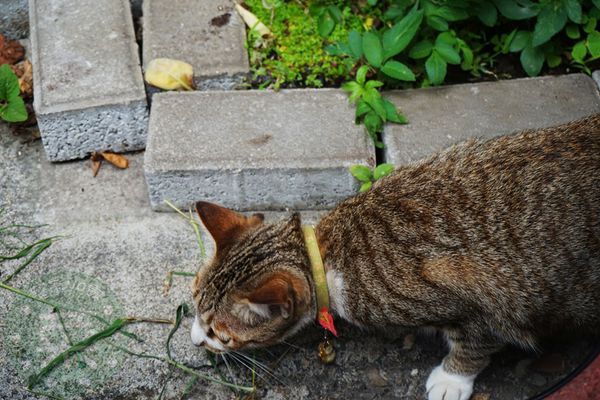 DSC09320 (複製).jpg