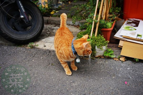 DSC09308 (複製).jpg