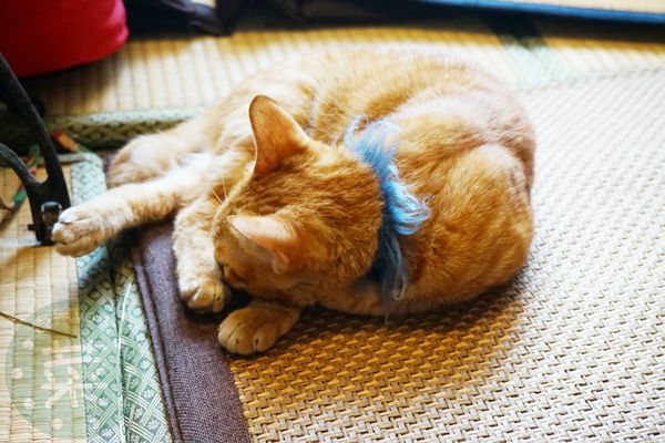 DSC09490 (複製).jpg