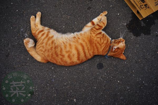 DSC09311 (複製).jpg