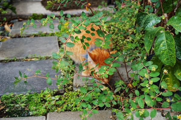 DSC09302 (複製).jpg