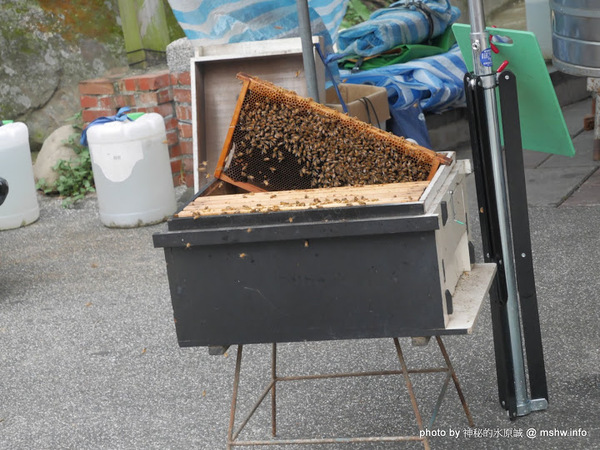 苗栗南庄桂花巷:【景點】台灣好行獅山南庄線-樂齡藝桐慢遊趣套票@輕鬆寫意, 吃吃喝喝暢遊歷史老街