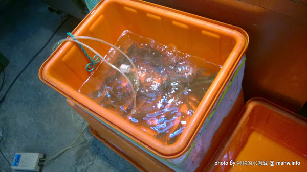 西嶼龍海鮮餐廳:【食記】台中西嶼龍海鮮餐廳@西區捷運BRT茄苳腳 : 食材算新鮮,但份量略少且口味清淡…重點還沒菜單