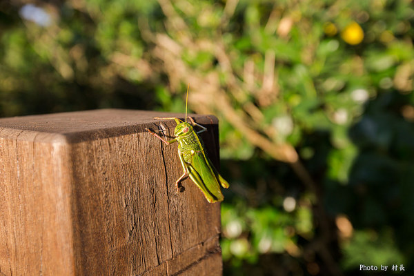 魔幻咖啡屋：【遊記】｛屏東。枋山鄉｝魔幻咖啡屋