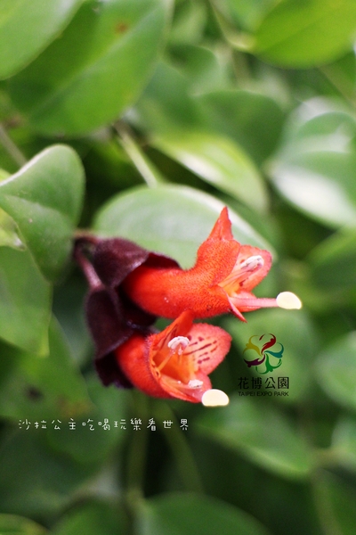 2015花卉裝置藝術設計大展：免費展覽『2015花卉裝置藝術設計大展』花博公園