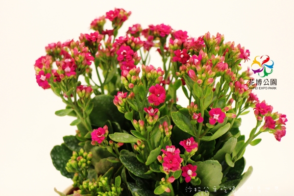 2015花卉裝置藝術設計大展：免費展覽『2015花卉裝置藝術設計大展』花博公園