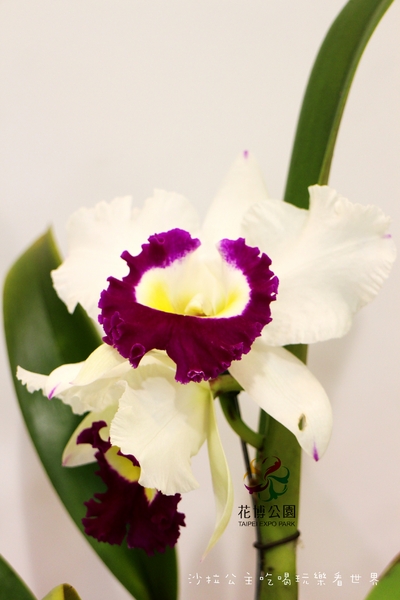 2015花卉裝置藝術設計大展：免費展覽『2015花卉裝置藝術設計大展』花博公園