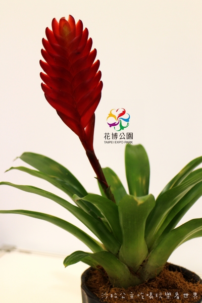 2015花卉裝置藝術設計大展：免費展覽『2015花卉裝置藝術設計大展』花博公園