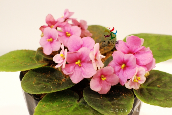 2015花卉裝置藝術設計大展：免費展覽『2015花卉裝置藝術設計大展』花博公園