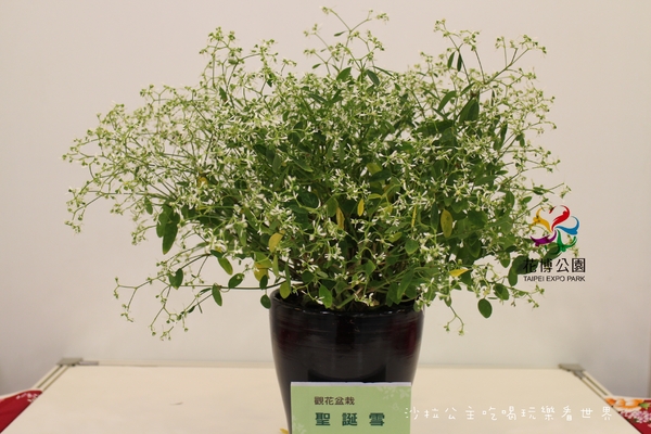 2015花卉裝置藝術設計大展：免費展覽『2015花卉裝置藝術設計大展』花博公園