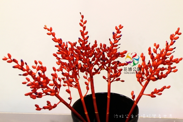 2015花卉裝置藝術設計大展：免費展覽『2015花卉裝置藝術設計大展』花博公園