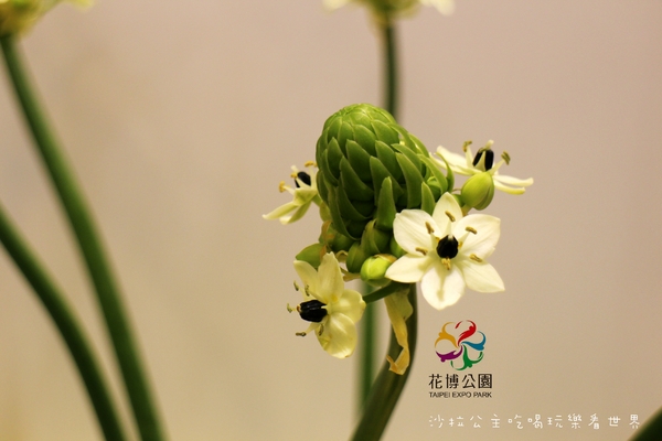 2015花卉裝置藝術設計大展：免費展覽『2015花卉裝置藝術設計大展』花博公園