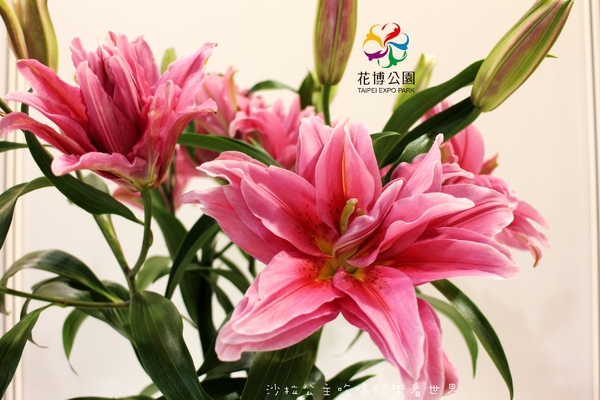 2015花卉裝置藝術設計大展：免費展覽『2015花卉裝置藝術設計大展』花博公園