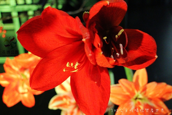 2015花卉裝置藝術設計大展：免費展覽『2015花卉裝置藝術設計大展』花博公園