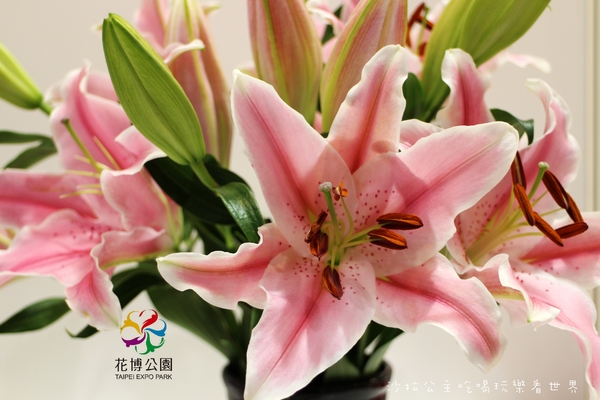 2015花卉裝置藝術設計大展：免費展覽『2015花卉裝置藝術設計大展』花博公園