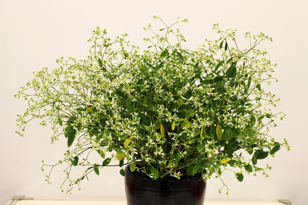 2015花卉裝置藝術設計大展：免費展覽『2015花卉裝置藝術設計大展』花博公園