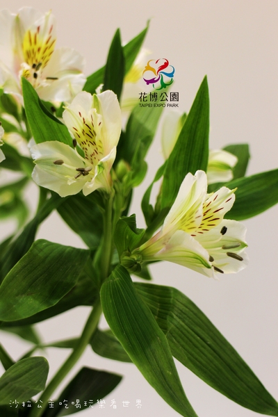 2015花卉裝置藝術設計大展：免費展覽『2015花卉裝置藝術設計大展』花博公園