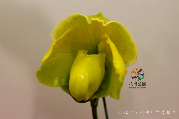 2015花卉裝置藝術設計大展：免費展覽『2015花卉裝置藝術設計大展』花博公園