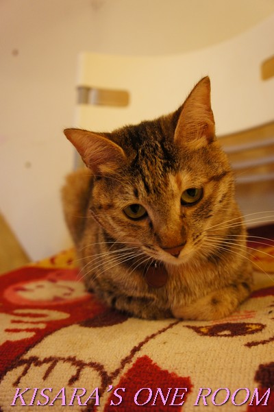 貓藝家Cat.Art.Home:貓咪滿屋的貓.藝.家