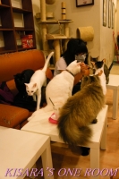 貓藝家Cat.Art.Home:貓咪滿屋的貓.藝.家