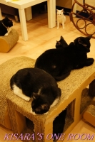 貓藝家Cat.Art.Home:貓咪滿屋的貓.藝.家