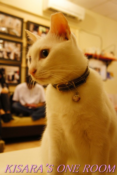 貓藝家Cat.Art.Home:貓咪滿屋的貓.藝.家