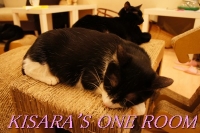 貓藝家Cat.Art.Home:貓咪滿屋的貓.藝.家