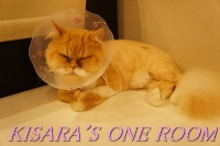 貓藝家Cat.Art.Home:貓咪滿屋的貓.藝.家