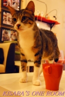 貓藝家Cat.Art.Home:貓咪滿屋的貓.藝.家