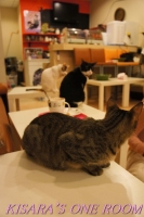 貓藝家Cat.Art.Home:貓咪滿屋的貓.藝.家