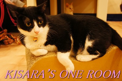 貓藝家Cat.Art.Home:貓咪滿屋的貓.藝.家