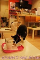 貓藝家Cat.Art.Home:貓咪滿屋的貓.藝.家