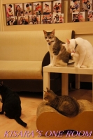 貓藝家Cat.Art.Home:貓咪滿屋的貓.藝.家