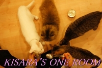 貓藝家Cat.Art.Home:貓咪滿屋的貓.藝.家