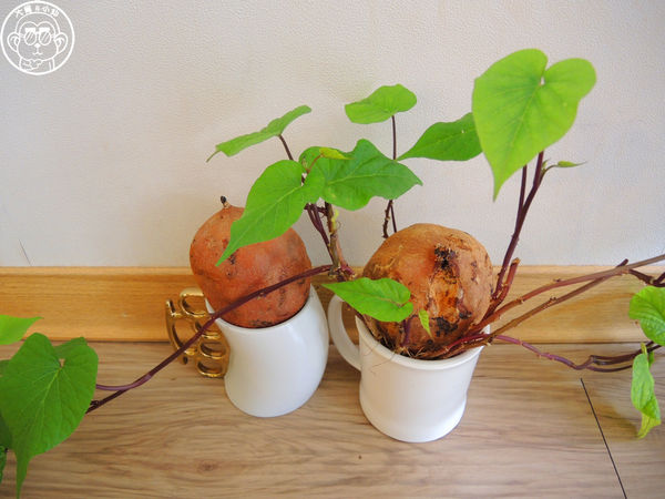 THE WHO 框影咖啡：呷飽祙【台北信義･The Who Cafe 框影】立體貓臉拉花好萌阿