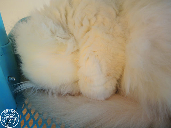 THE WHO 框影咖啡：呷飽祙【台北信義･The Who Cafe 框影】立體貓臉拉花好萌阿