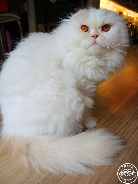 THE WHO 框影咖啡：呷飽祙【台北信義･The Who Cafe 框影】立體貓臉拉花好萌阿