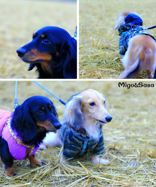 cm20141117___76f22ac23335b05c77fde3094b1