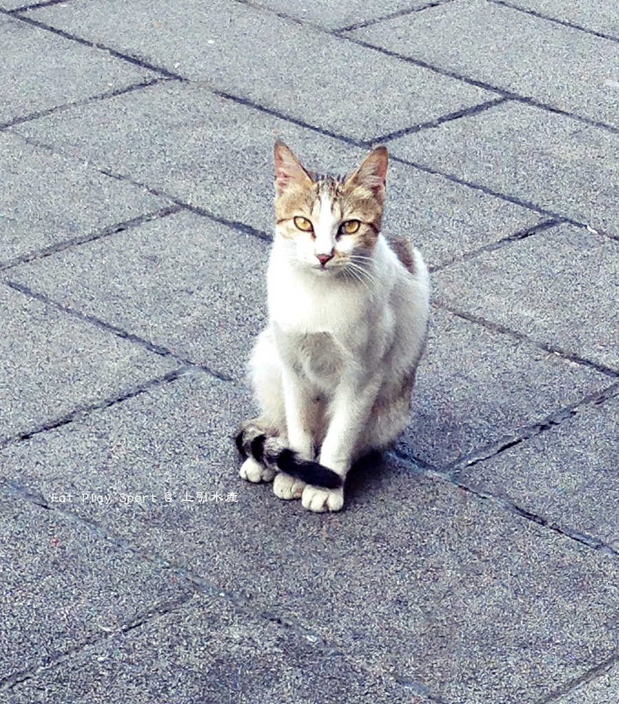 12784915733_c543606c87_o